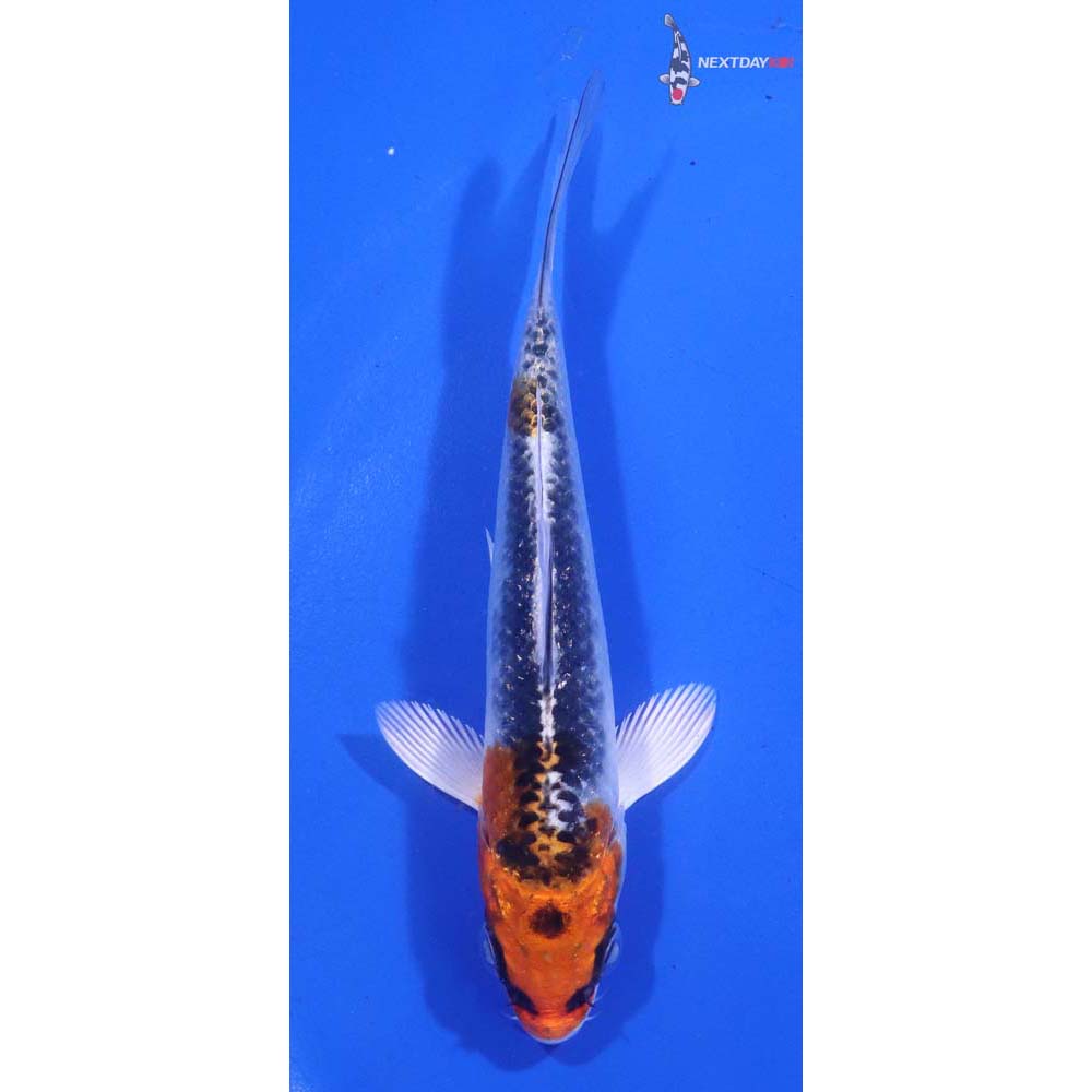 4.5” Imported Kujaku