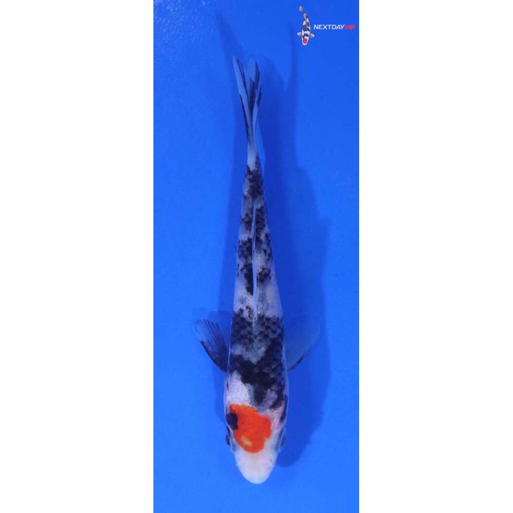 4” Imported Beni Matsukawabakke