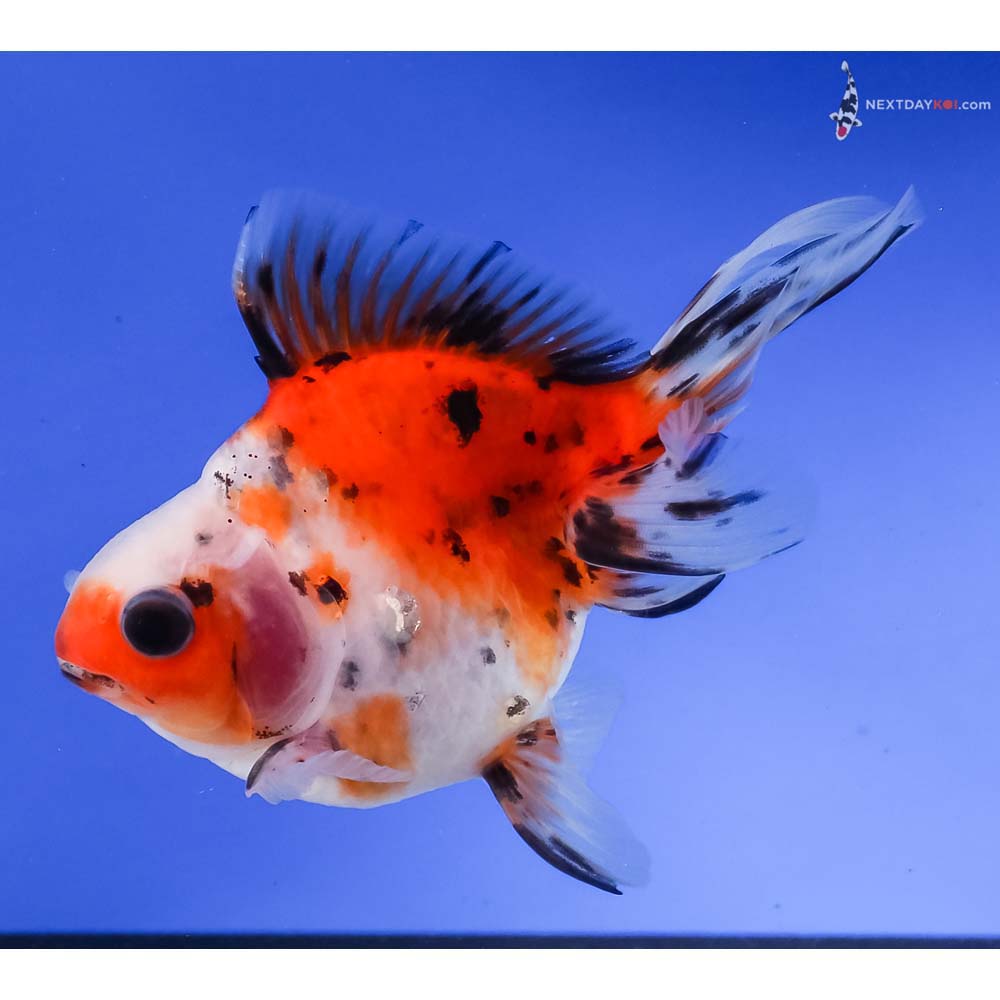 4” Imported Calico Ryukin