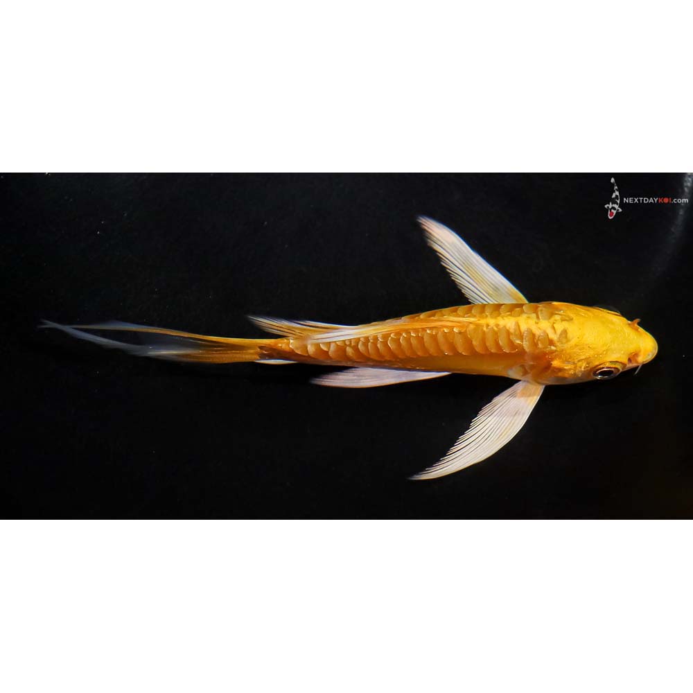 5” Imported Doitsu Yamabuki Ogon Butterfly Koi