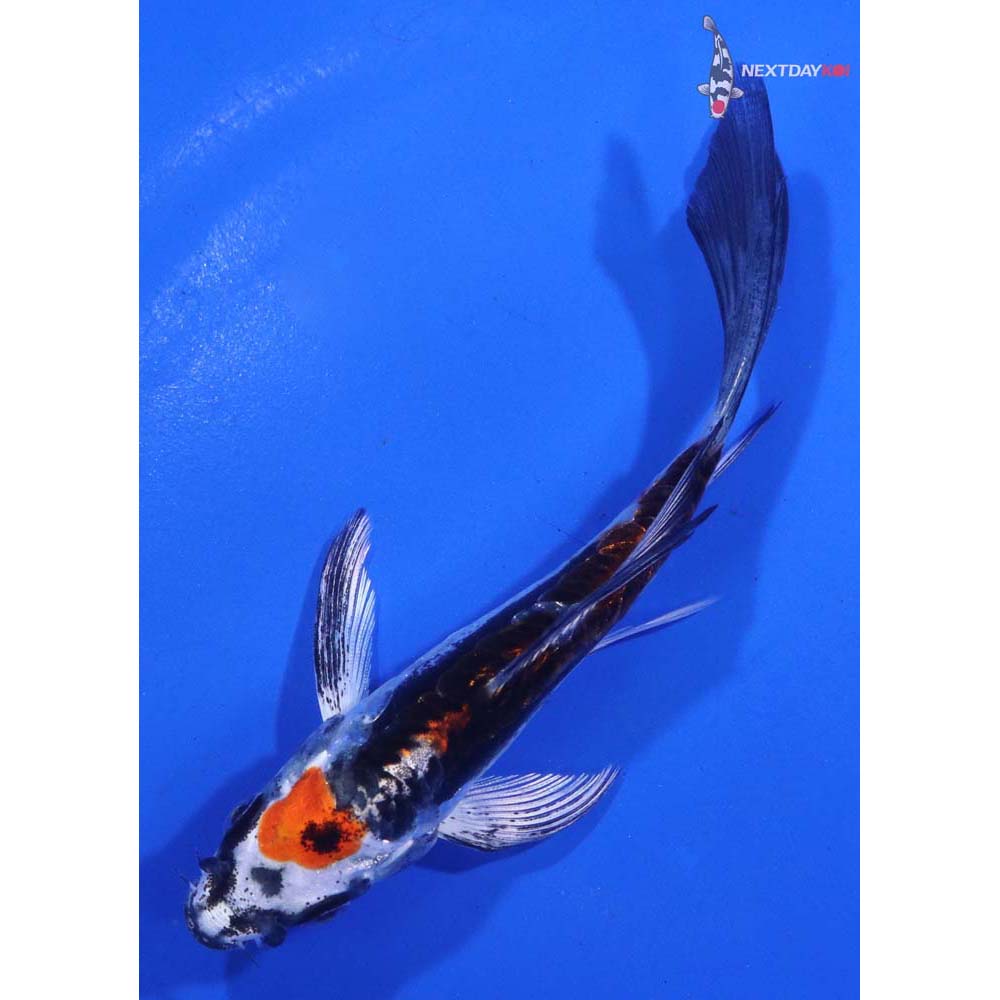 4.5” Imported Kin Kikokuryu Butterfly Koi