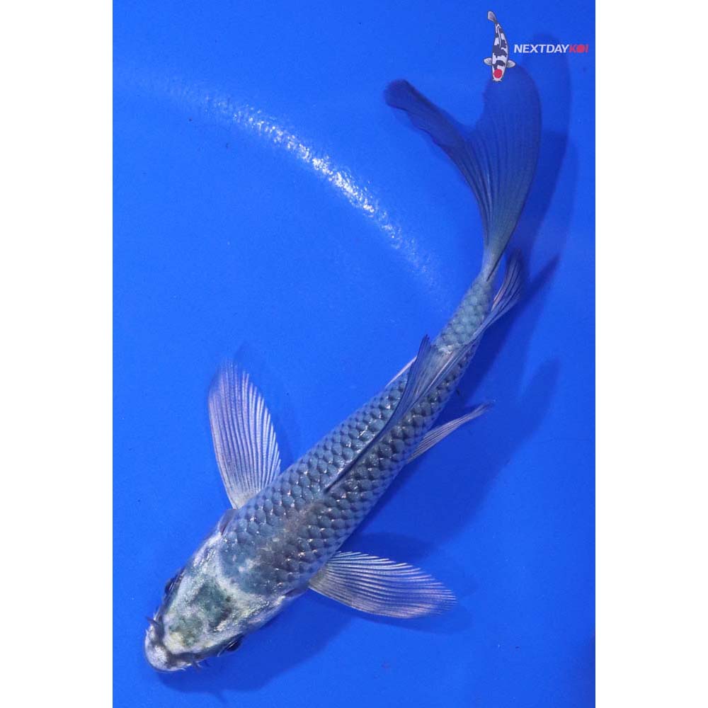 4” Imported Gin Rin Gin Matsuba Butterfly Koi