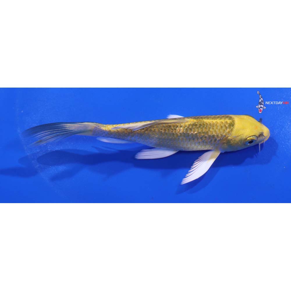 4.5” Imported Kujaku Butterfly Koi