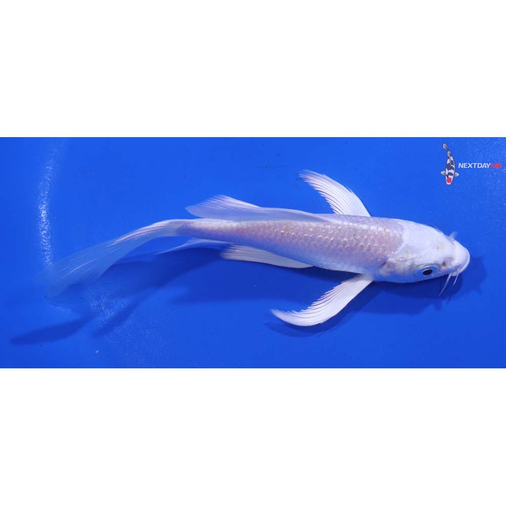 4.5” Imported Platinum Ogon Butterfly Koi