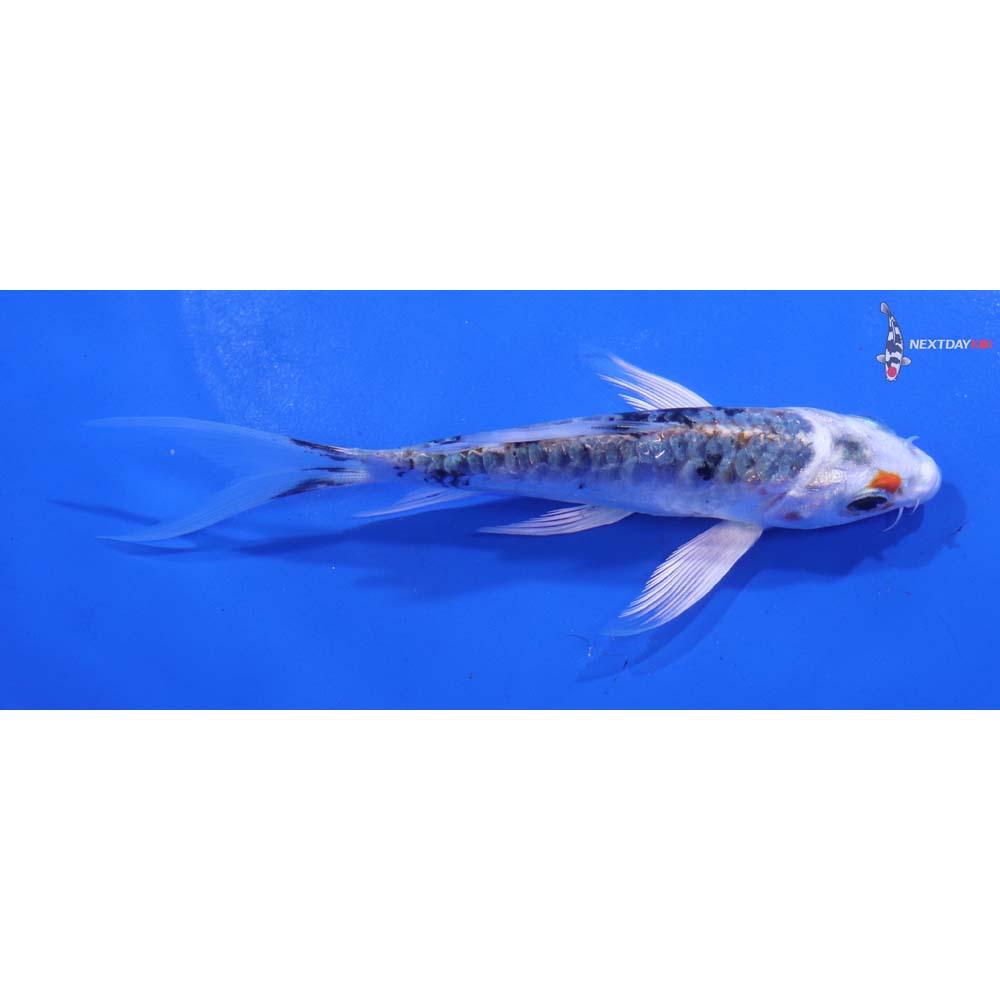 4.5” Imported Armor Scaled Yamato Nishiki Butterfly Koi