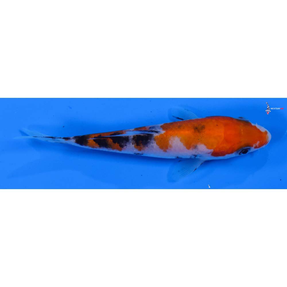 4” Imported Sanke