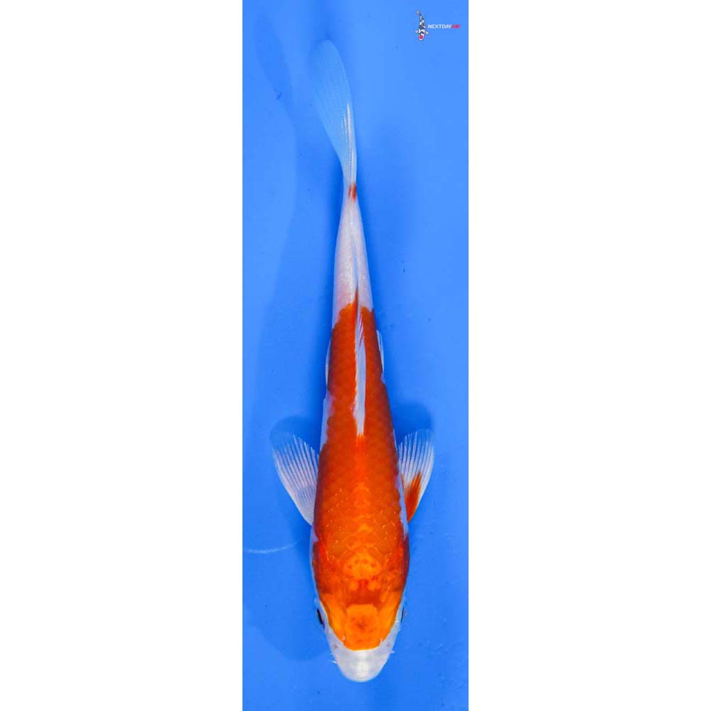 4.5” Imported Hariwake