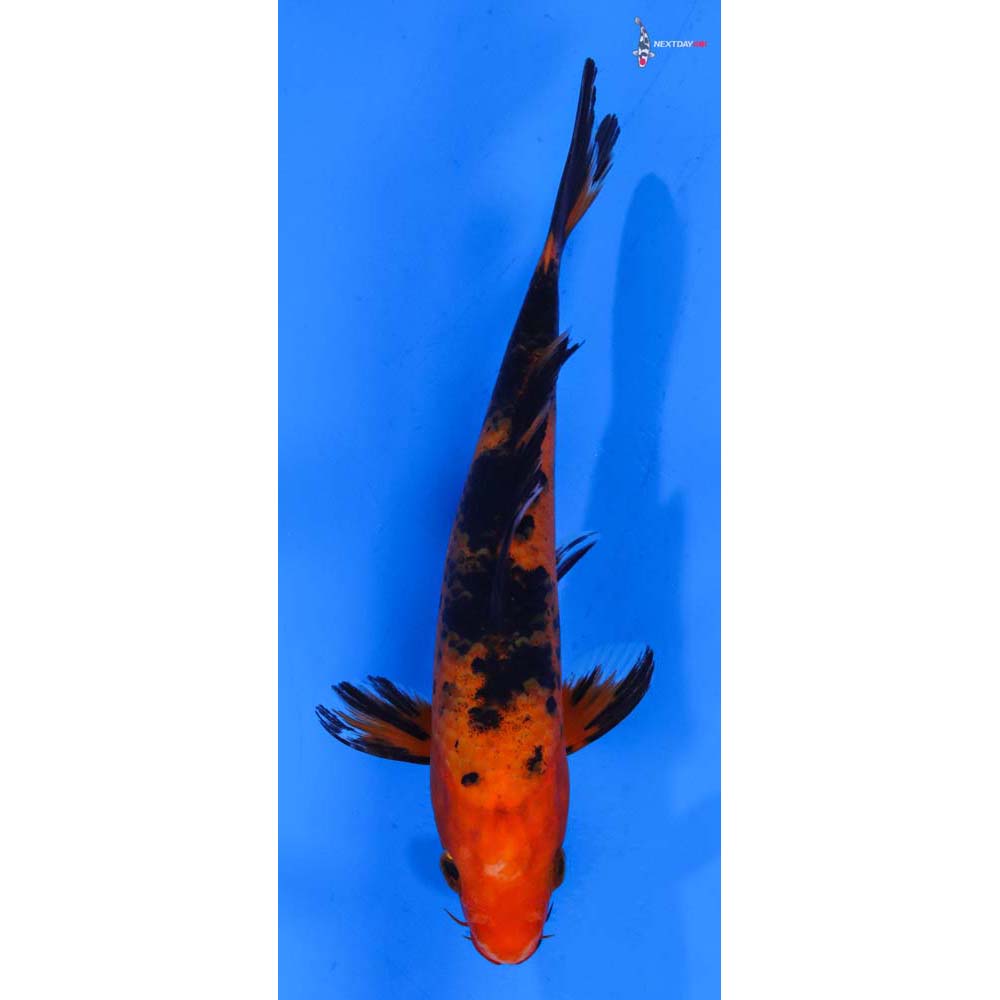 7” Imported Aka Bekko