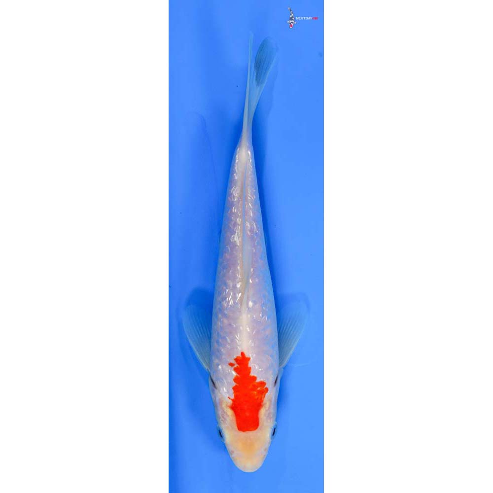 7.5” Imported Gin Rin Kohaku
