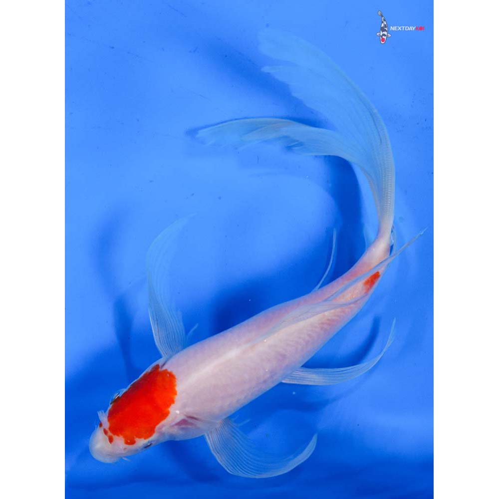 7.5” Imported Kohaku Butterfly Koi