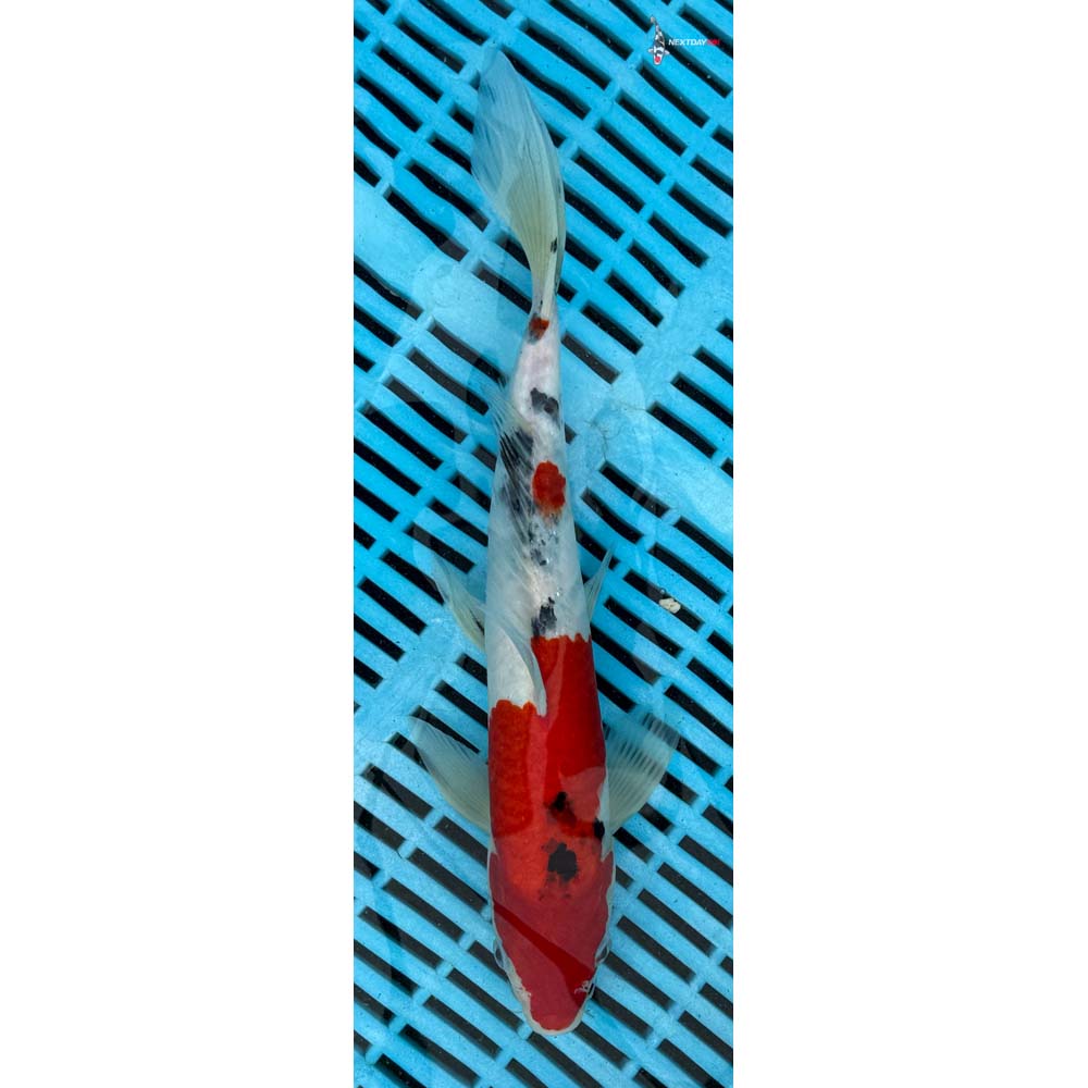 10-12” Imported Sanke