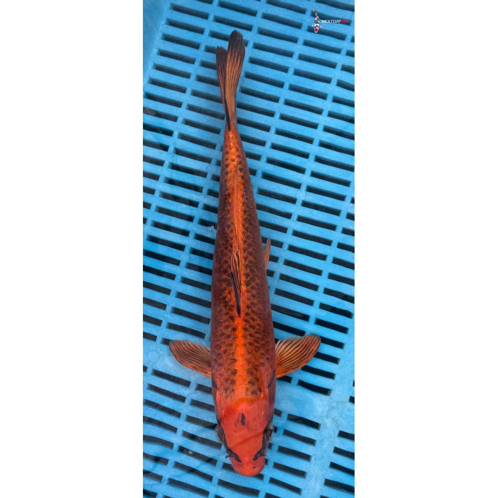 12-14” Imported Orenji Matsuba