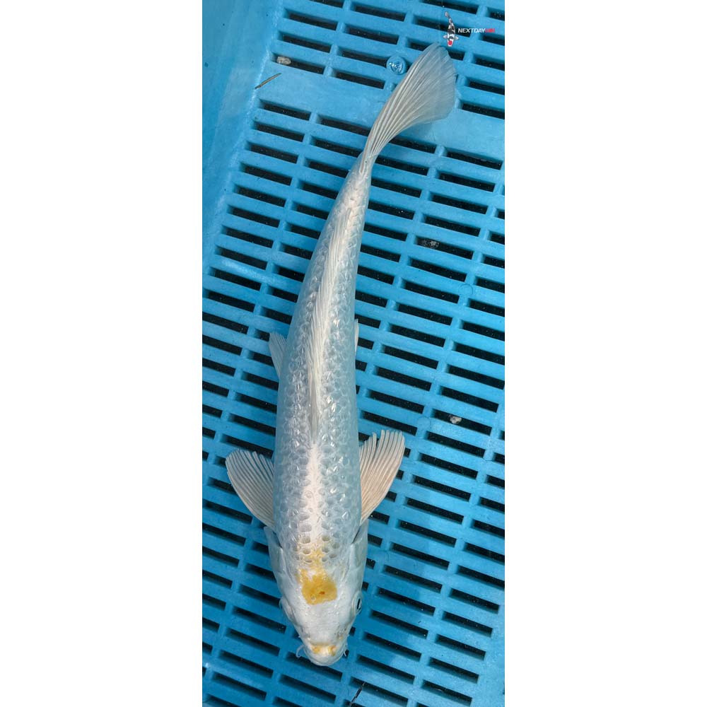 12-14” Imported Gin Rin Lemon Hariwake