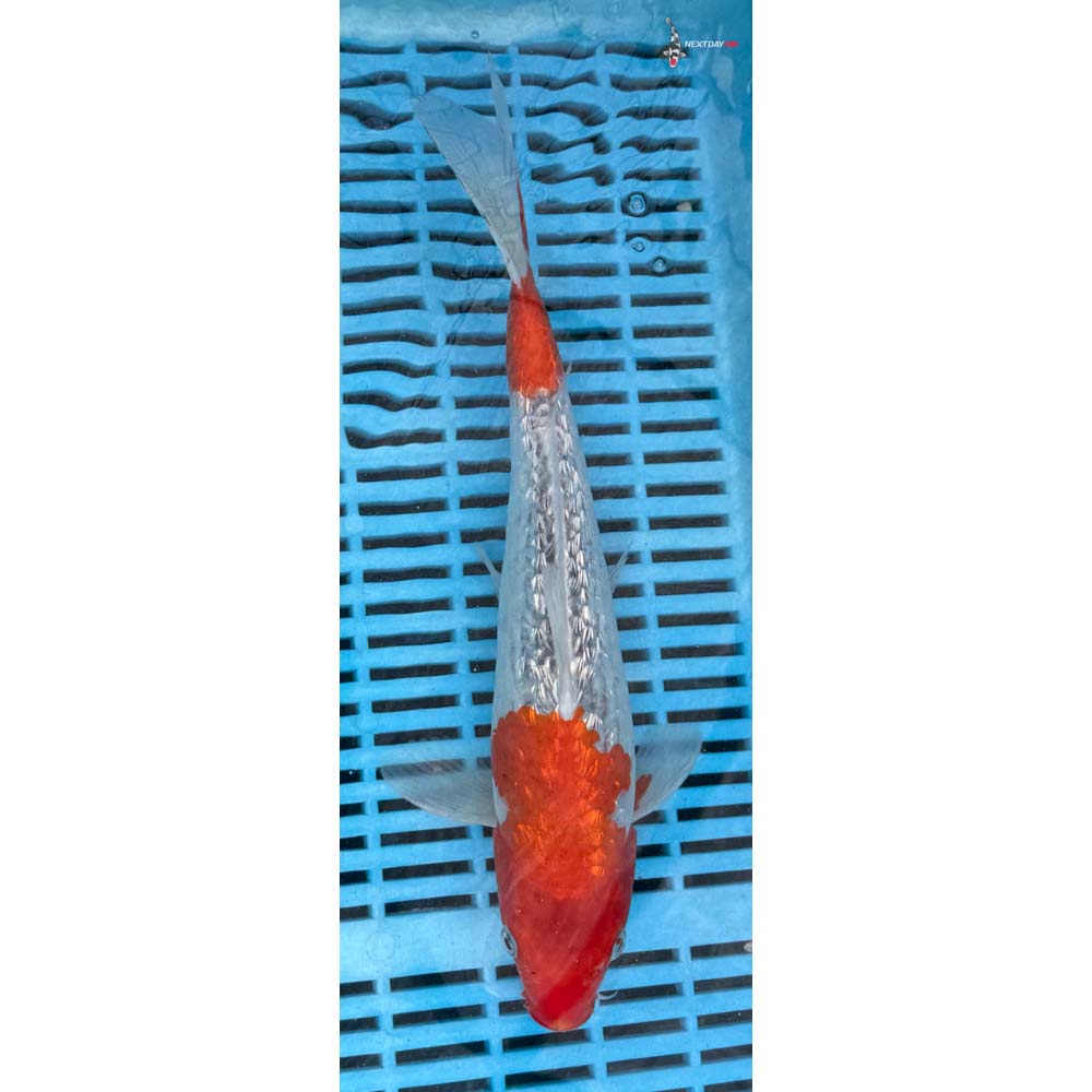 12-14” Imported Gin Rin Goromo