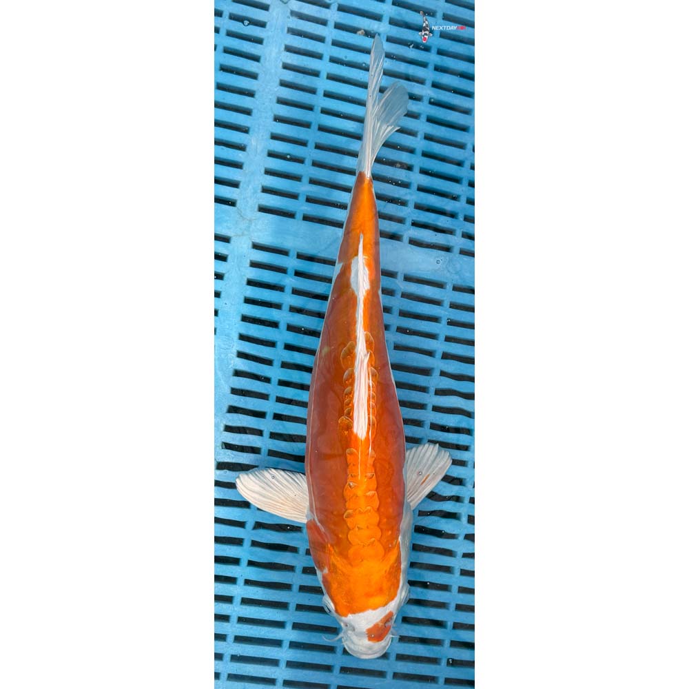 12-14” Imported Kikusui