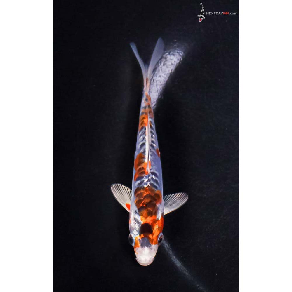 4” Imported Doitsu Blue Kujaku
