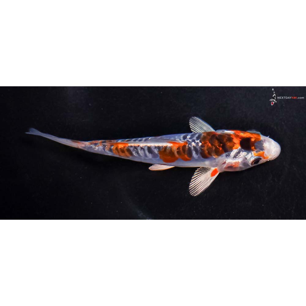4” Imported Doitsu Blue Kujaku