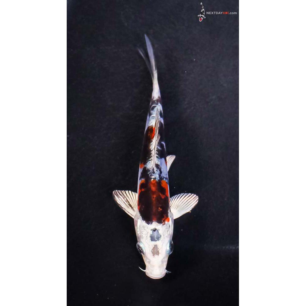 4” Imported Heisei Nishiki