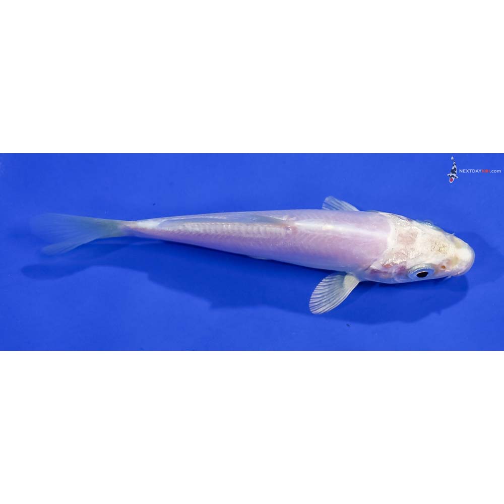 4.5” Imported Doitsu Platinum Ogon