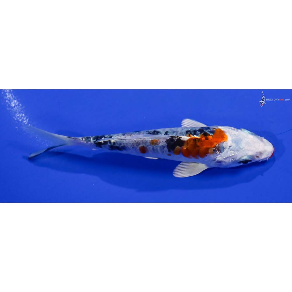 4.5” Imported Armor Scaled Yamato Nishiki