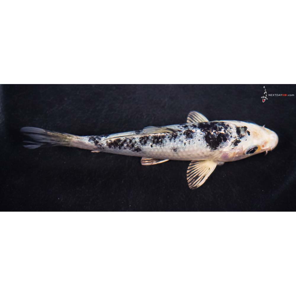 4.5” Imported Blue Gin Shiro Bekko