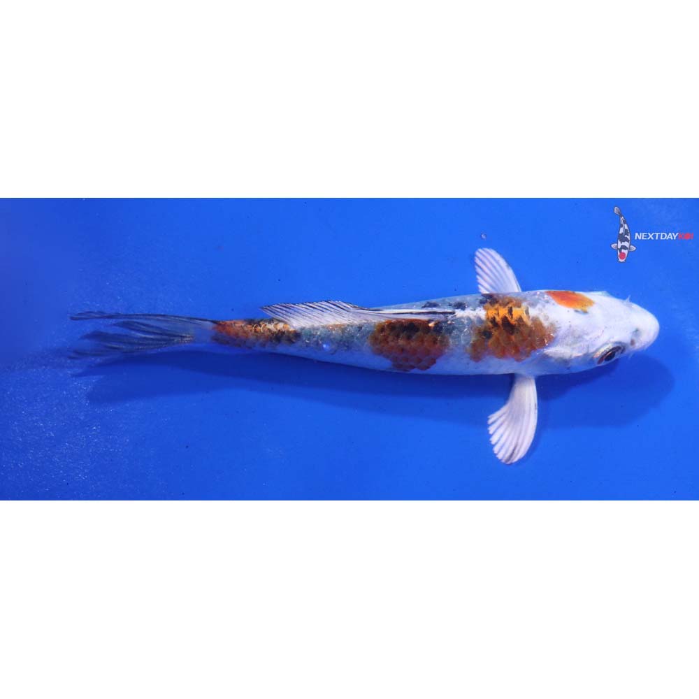 4” Imported Yamato Nishiki