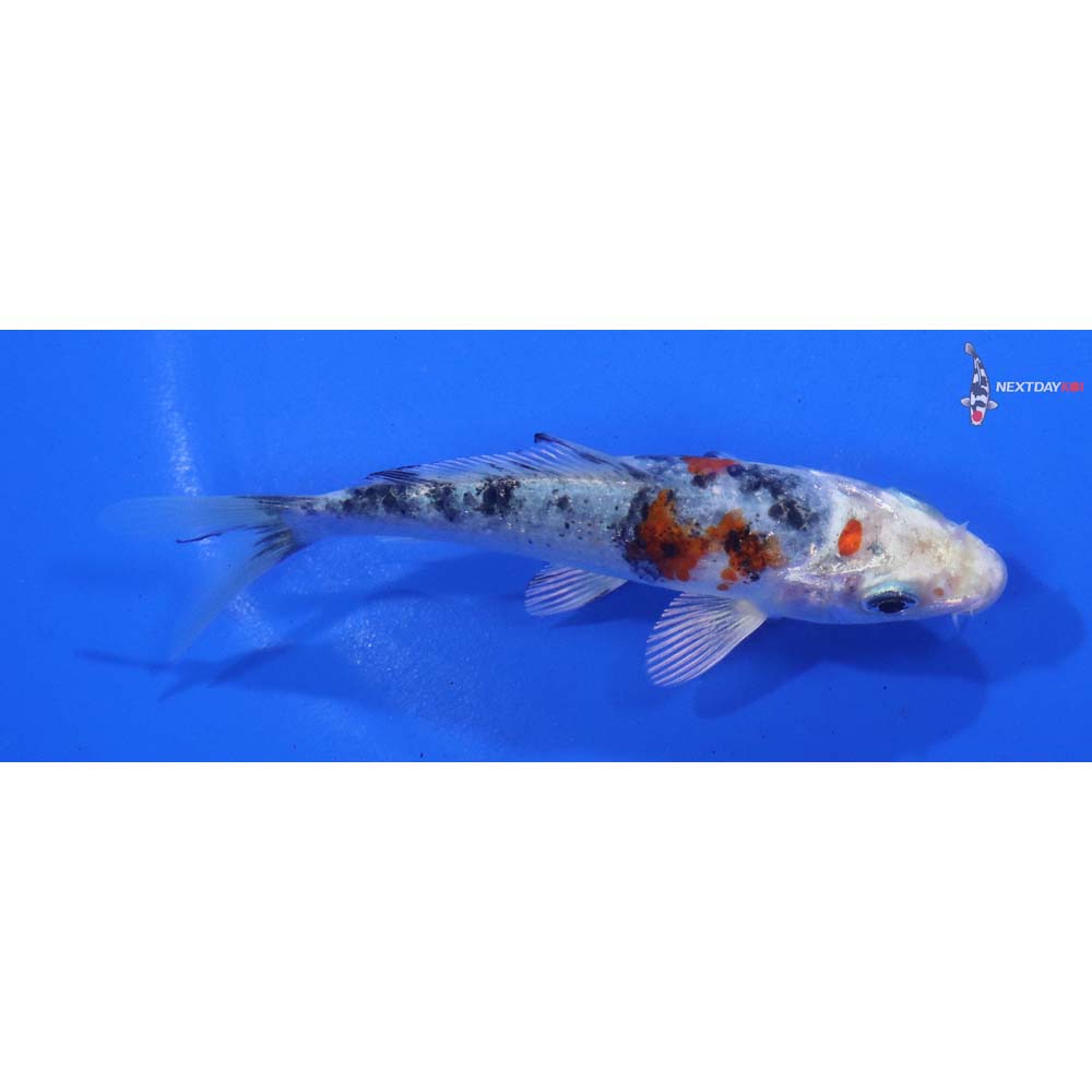 4” Imported Yamato Nishiki