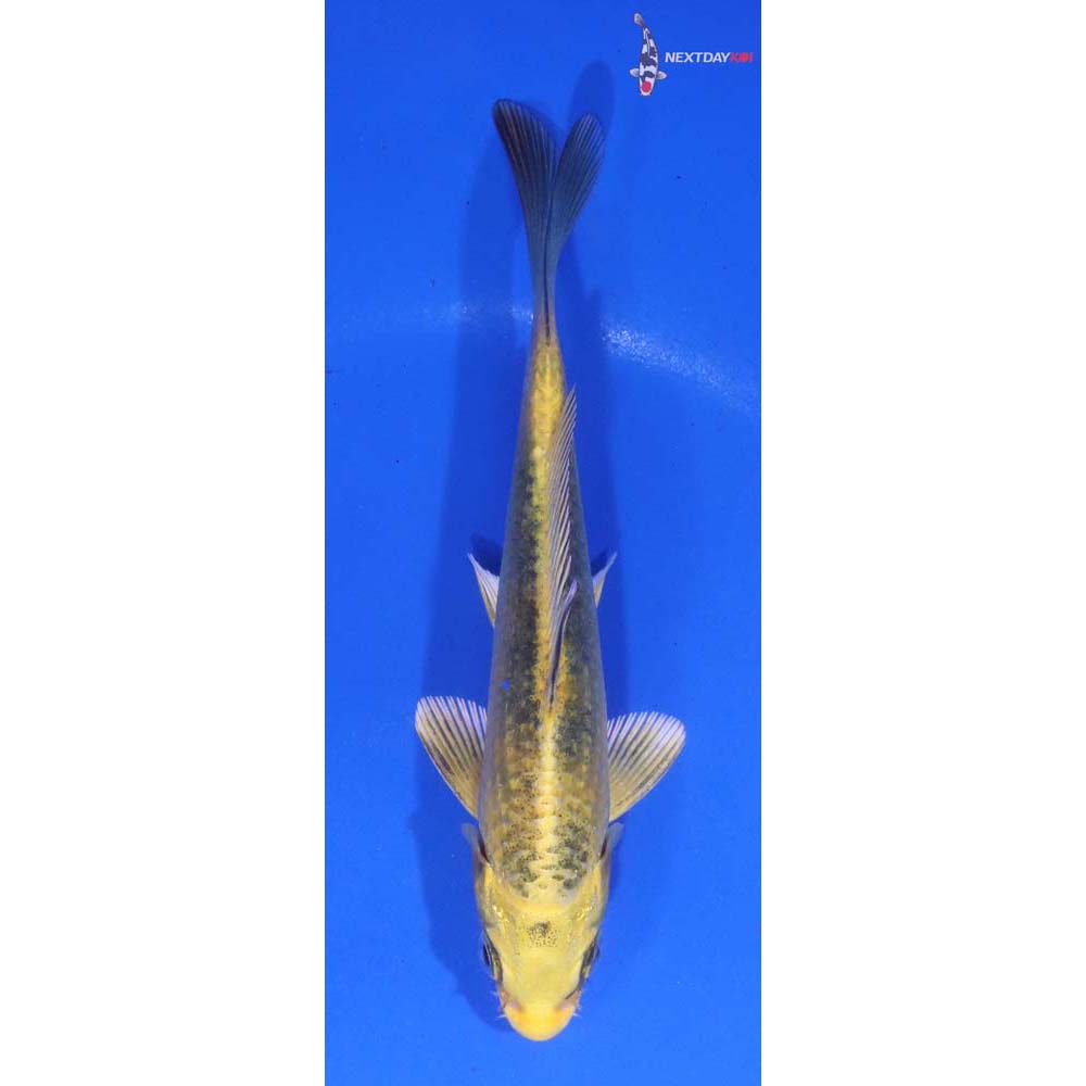 4.5” Imported Kin Ki Bekko