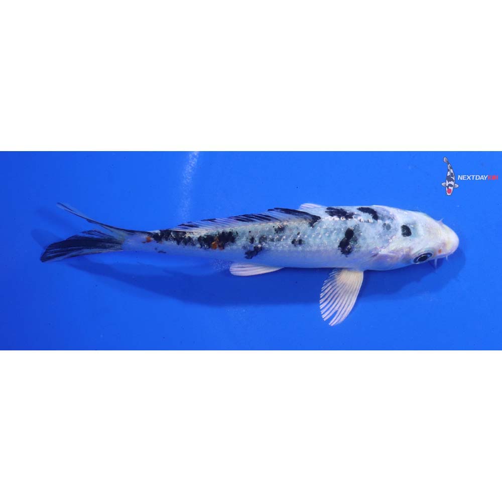 4.5” Imported Yamato Nishiki