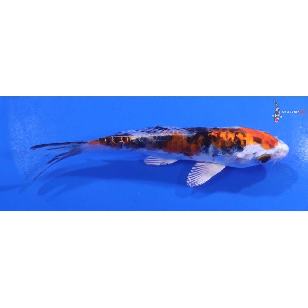 4.5” Imported Armor Scaled Yamato Nishiki