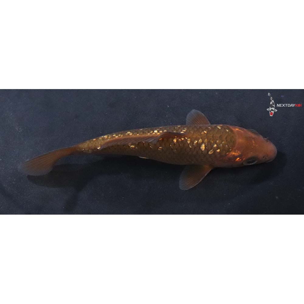 4.5” Imported Gin Rin Chagoi