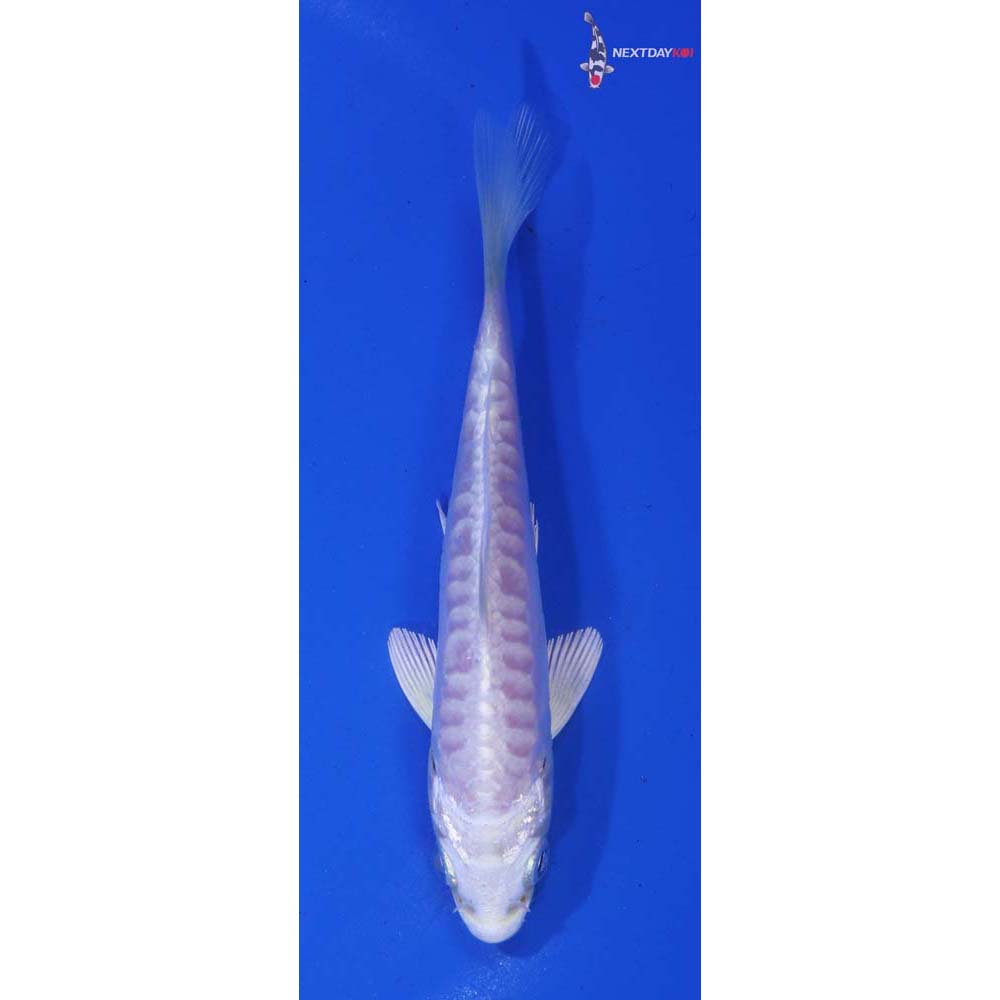 4” Imported Doitsu Platinum Ogon