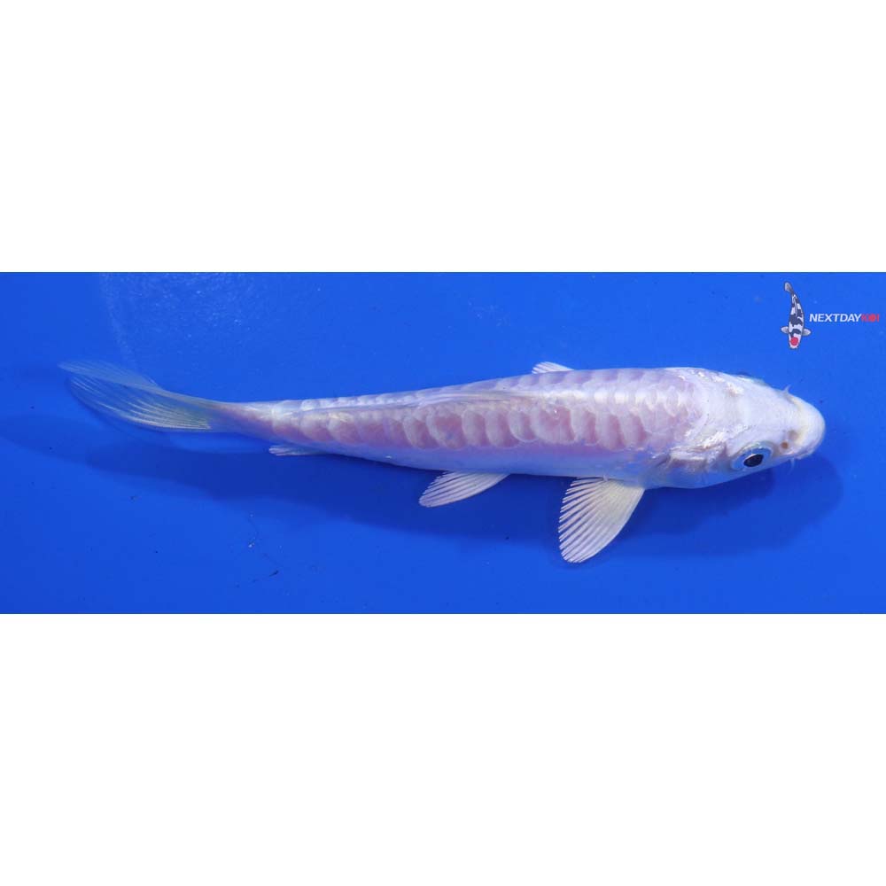 4” Imported Doitsu Platinum Ogon