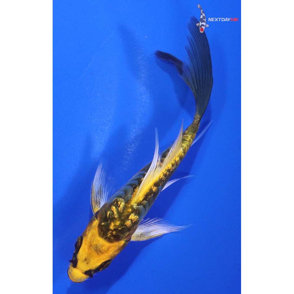 4.5” Imported Gin Rin Armor Scaled Ki Matsuba Butterfly Koi