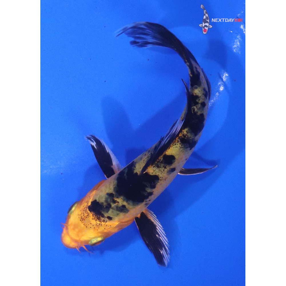 4.5” Imported Kin Aka Bekko Butterfly Koi