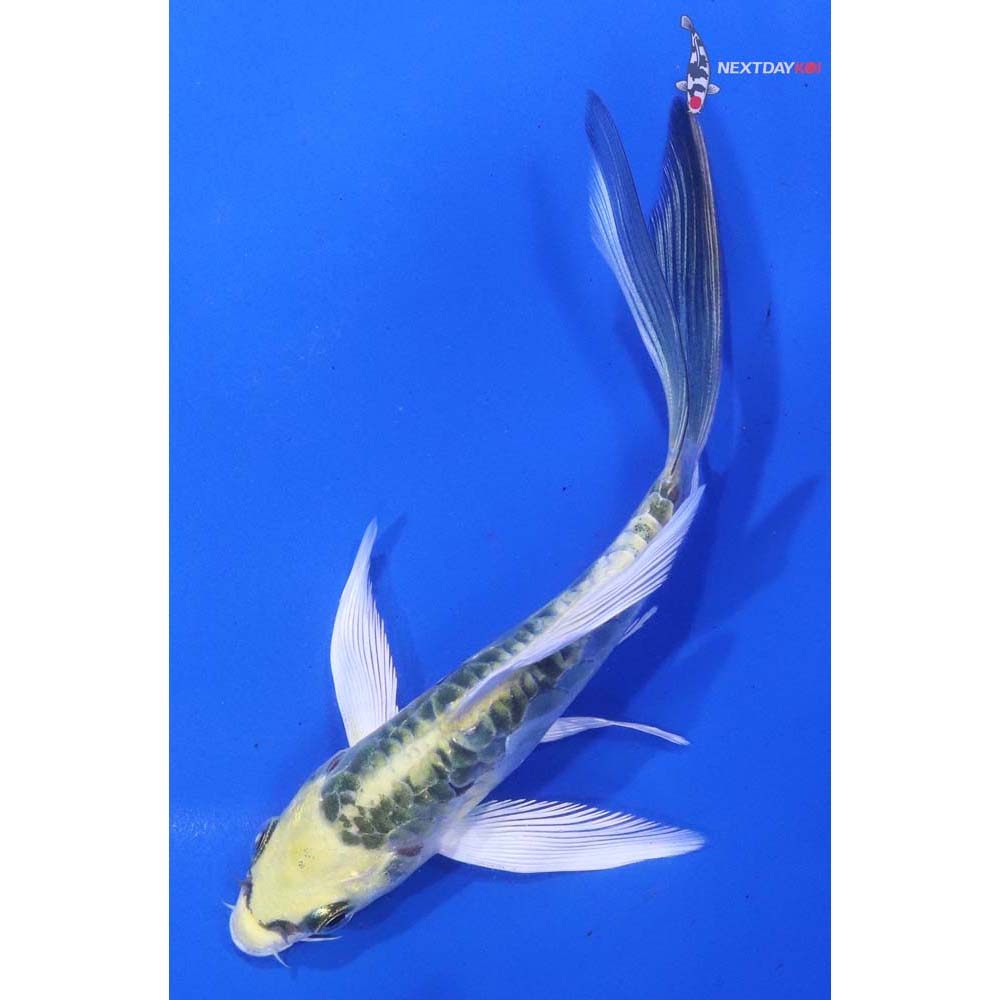 5” Imported Armor Scaled Kujaku Butterfly Koi