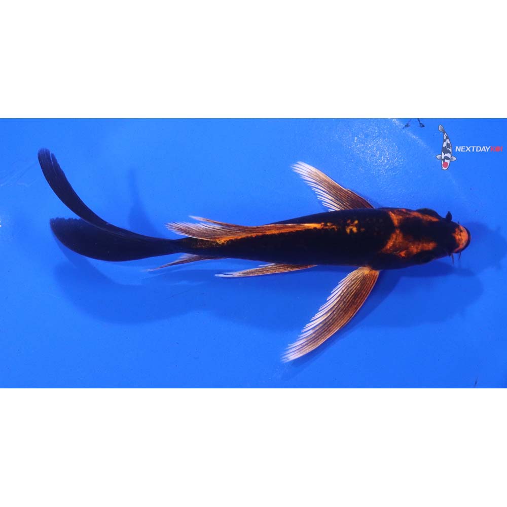 5.5” Imported Orenji Matsuba Butterfly Koi