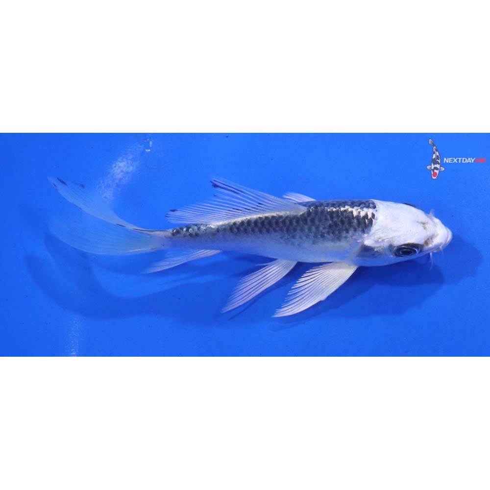 5.5” Imported Gin Matsuba Butterfly Koi