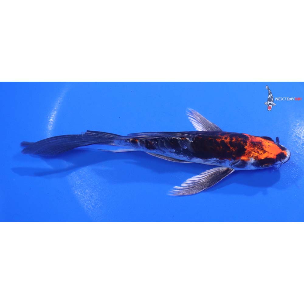 6” Imported Kin Kikokuryu Butterfly Koi