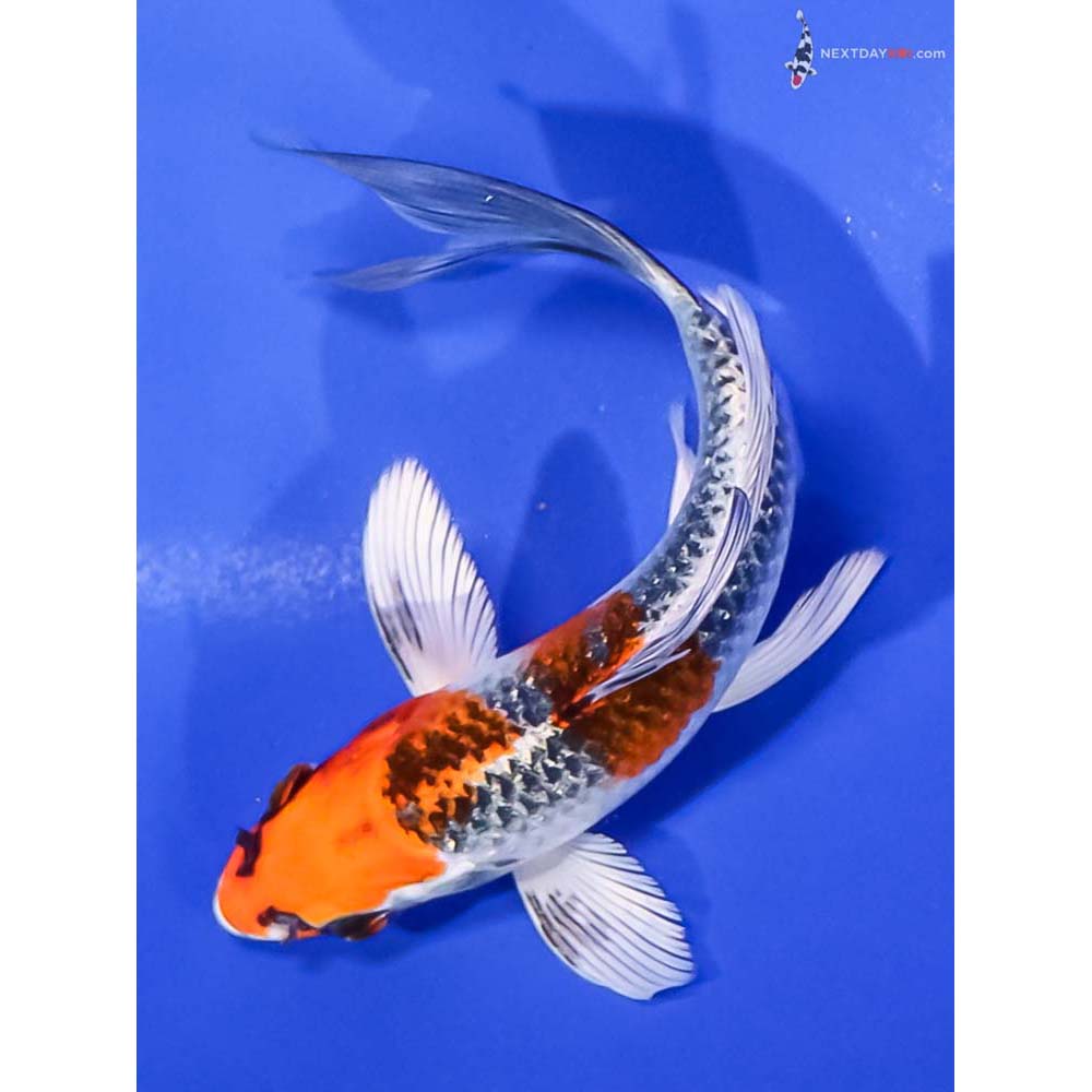 5” Imported Kujaku Butterfly Koi