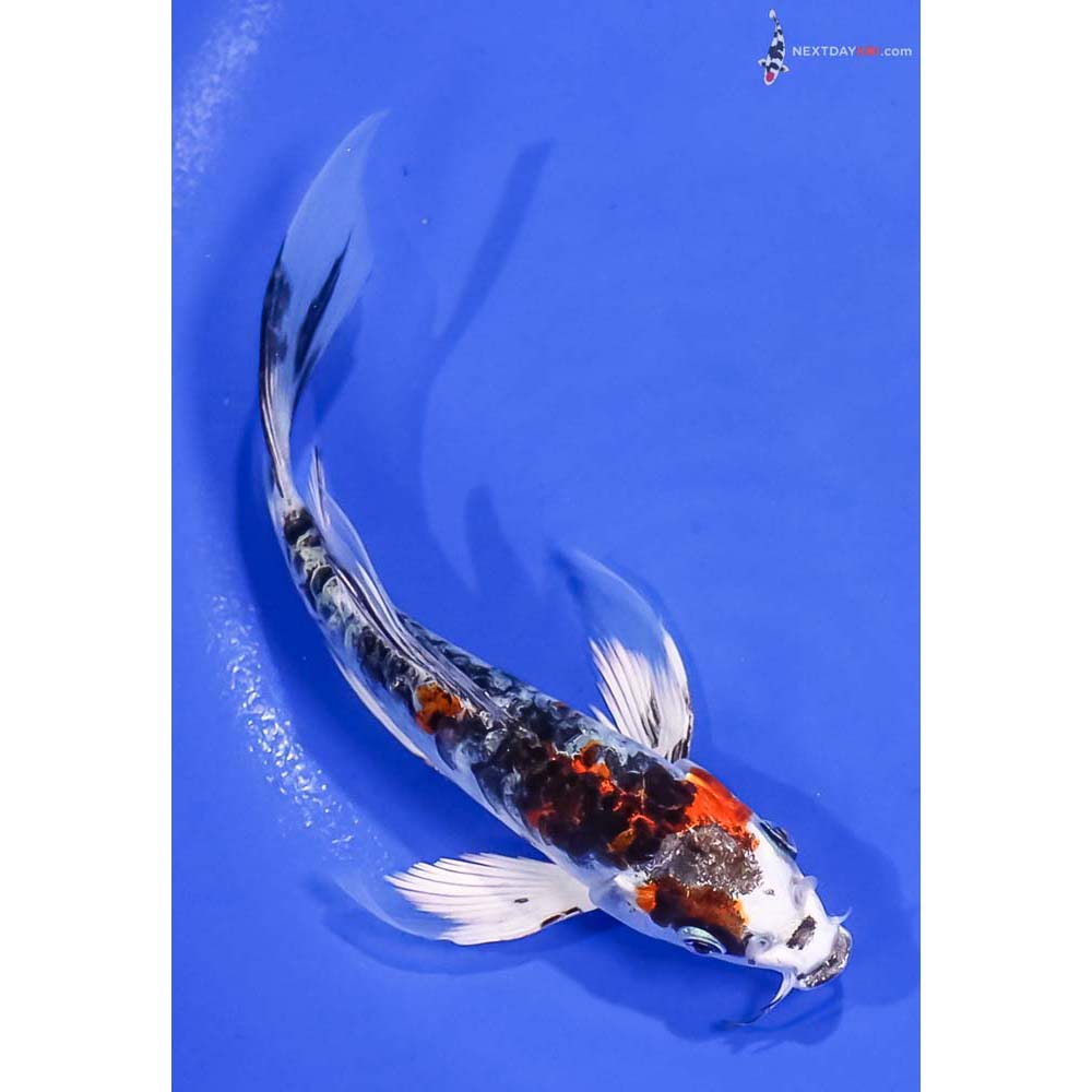 5.5” Imported Armor Scaled Yamato Nishiki Butterfly Koi