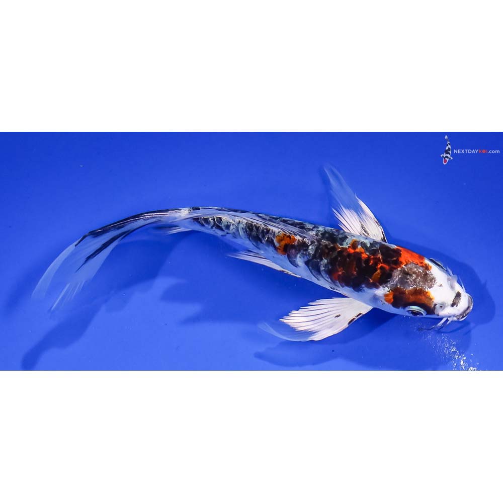 5.5” Imported Armor Scaled Yamato Nishiki Butterfly Koi