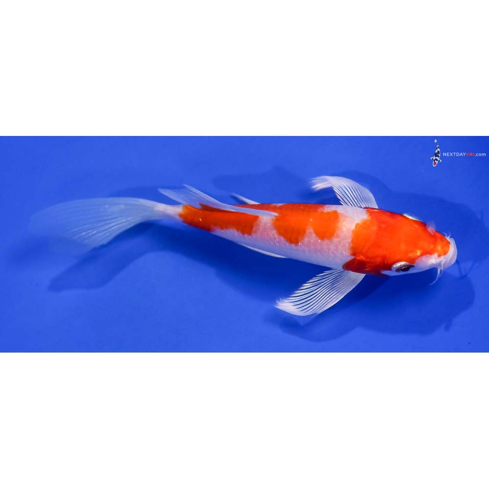 5.5” Imported Hariwake Butterfly Koi