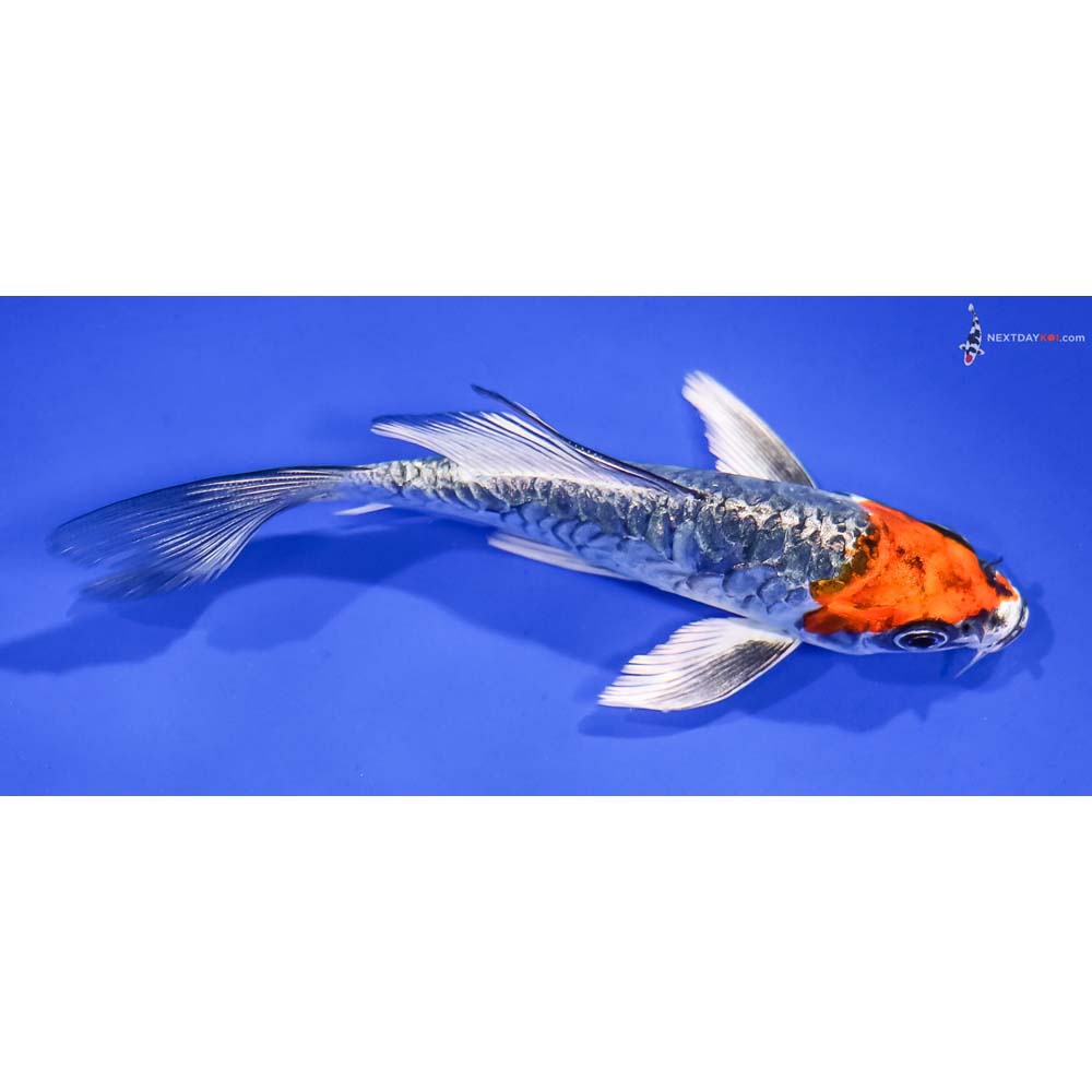 5” Imported Armor Scaled Kujaku Butterfly Koi