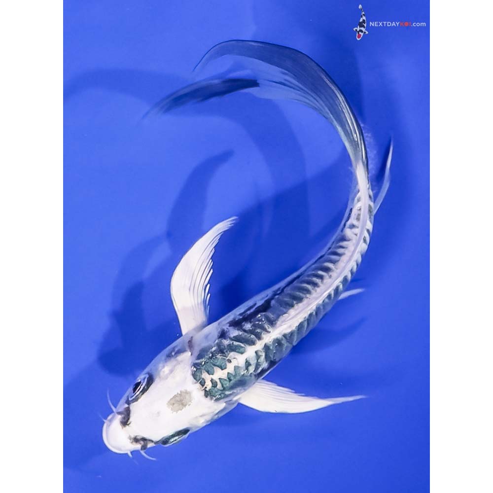 6” Imported Kikokuryu Butterfly Koi