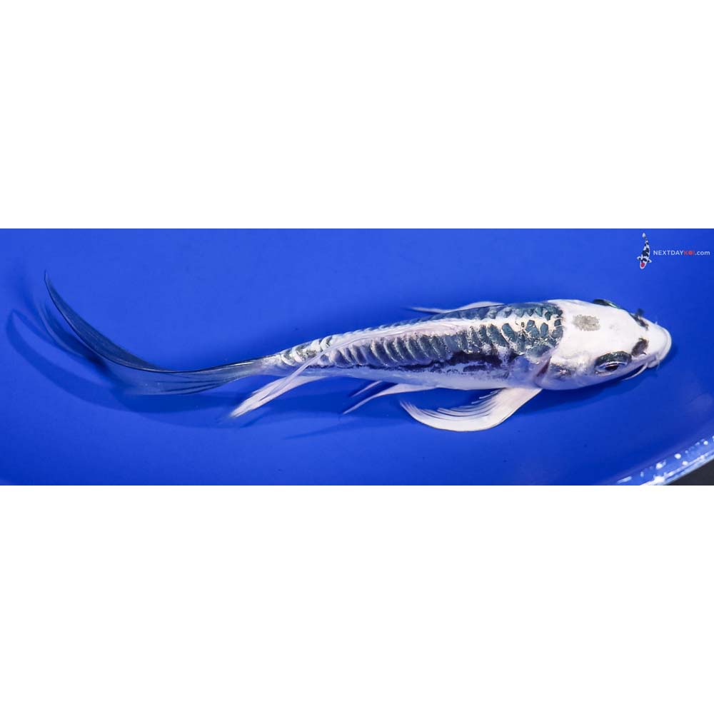6” Imported Kikokuryu Butterfly Koi