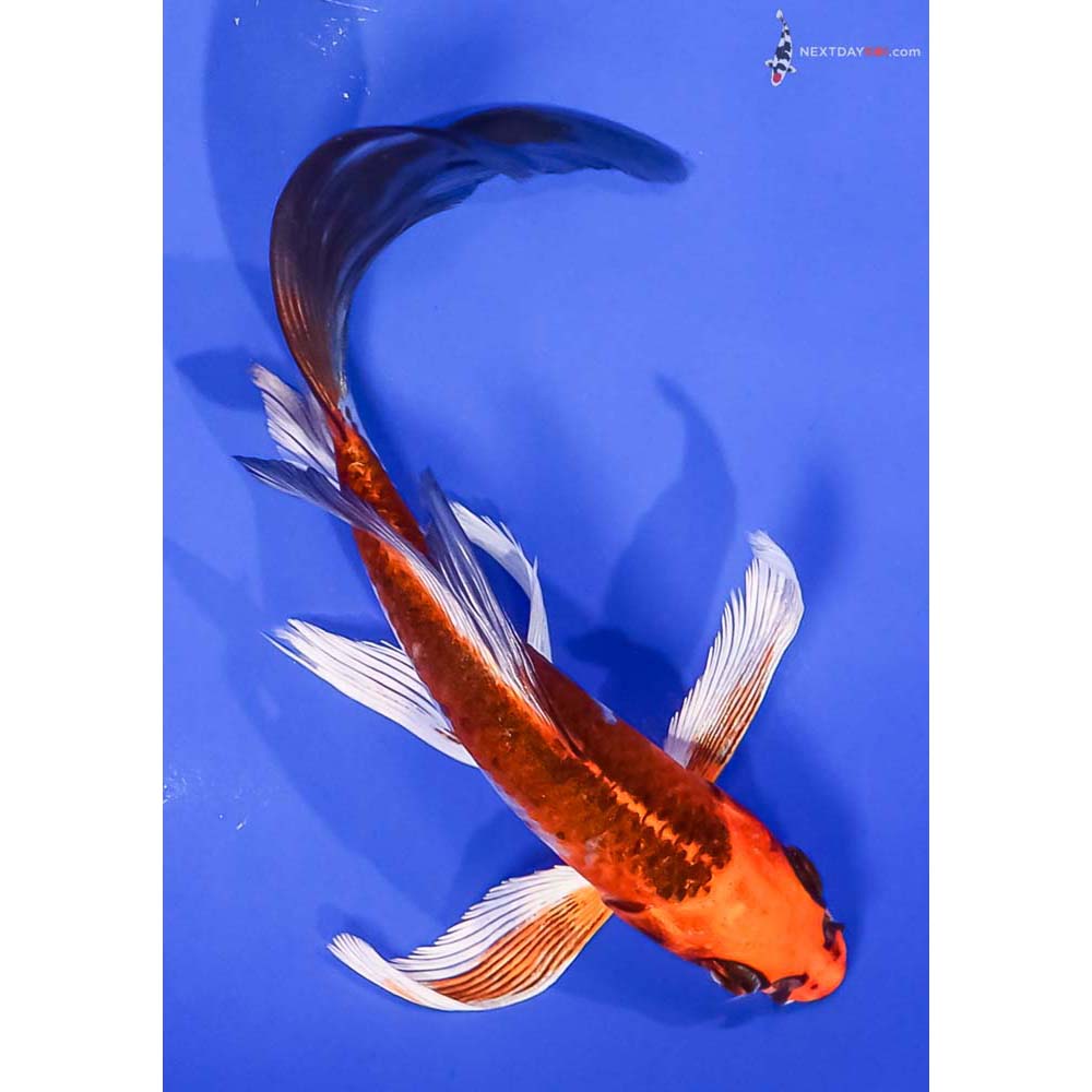 6” Imported Kujaku Butterfly Koi