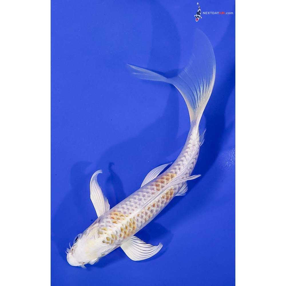 6.5” Imported Lemon Hariwake Butterfly Koi