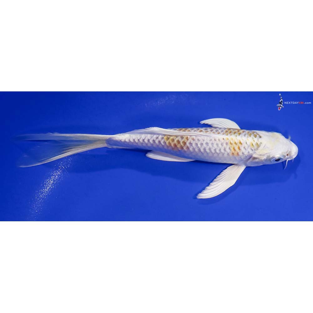 6.5” Imported Lemon Hariwake Butterfly Koi