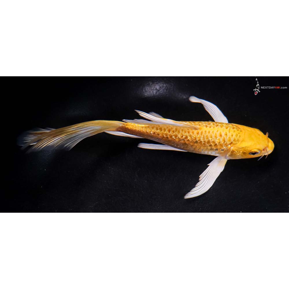 6.5” Imported Gin Rin Yamabuki Ogon Butterfly Koi